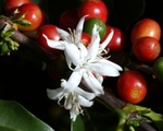 fruit et fleur du caféier